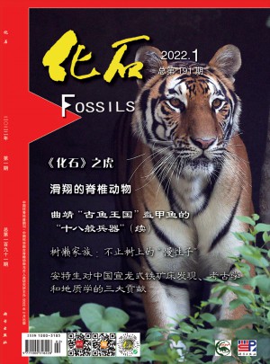 化石杂志
